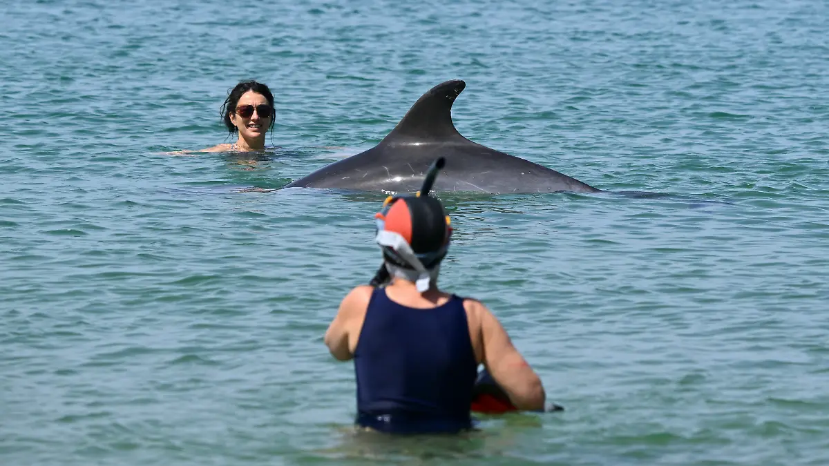 A female dolphin, standing 2 meters tall and weighing 200 kg, swims among bathers near the beach in the bay of Saint-Jean de Luz, southwestern France on April 24, 2026. This species is classified as a protected species of community interest at the European level and as such, a ministerial decree issued in 2011 formally prohibits disturbing cetaceans, approaching closer than 100 meters to the animal, trying to swim alongside it, touching it, seeking to interact with it, or blocking its path. (Photo by Gaizka IROZ / AFP)