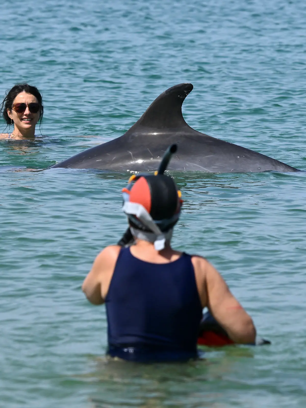 A female dolphin, standing 2 meters tall and weighing 200 kg, swims among bathers near the beach in the bay of Saint-Jean de Luz, southwestern France on April 24, 2026. This species is classified as a protected species of community interest at the European level and as such, a ministerial decree issued in 2011 formally prohibits disturbing cetaceans, approaching closer than 100 meters to the animal, trying to swim alongside it, touching it, seeking to interact with it, or blocking its path. (Photo by Gaizka IROZ / AFP)