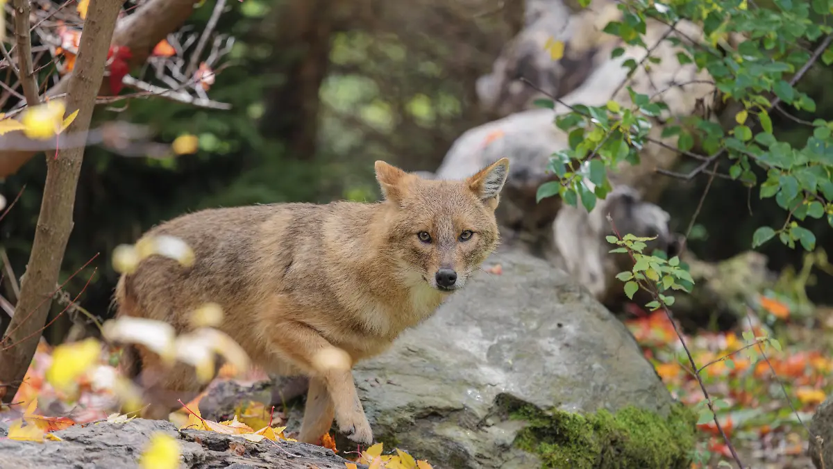 Ein Goldschakal (Canis aureus) steht auf einem verrottenden Baum, der zwischen Büschen und Felsen am Waldrand auf dem Boden liegt