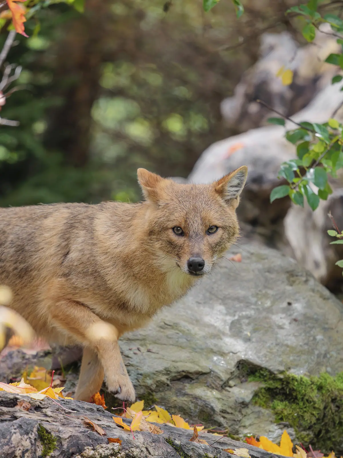 Ein Goldschakal (Canis aureus) steht auf einem verrottenden Baum, der zwischen Büschen und Felsen am Waldrand auf dem Boden liegt