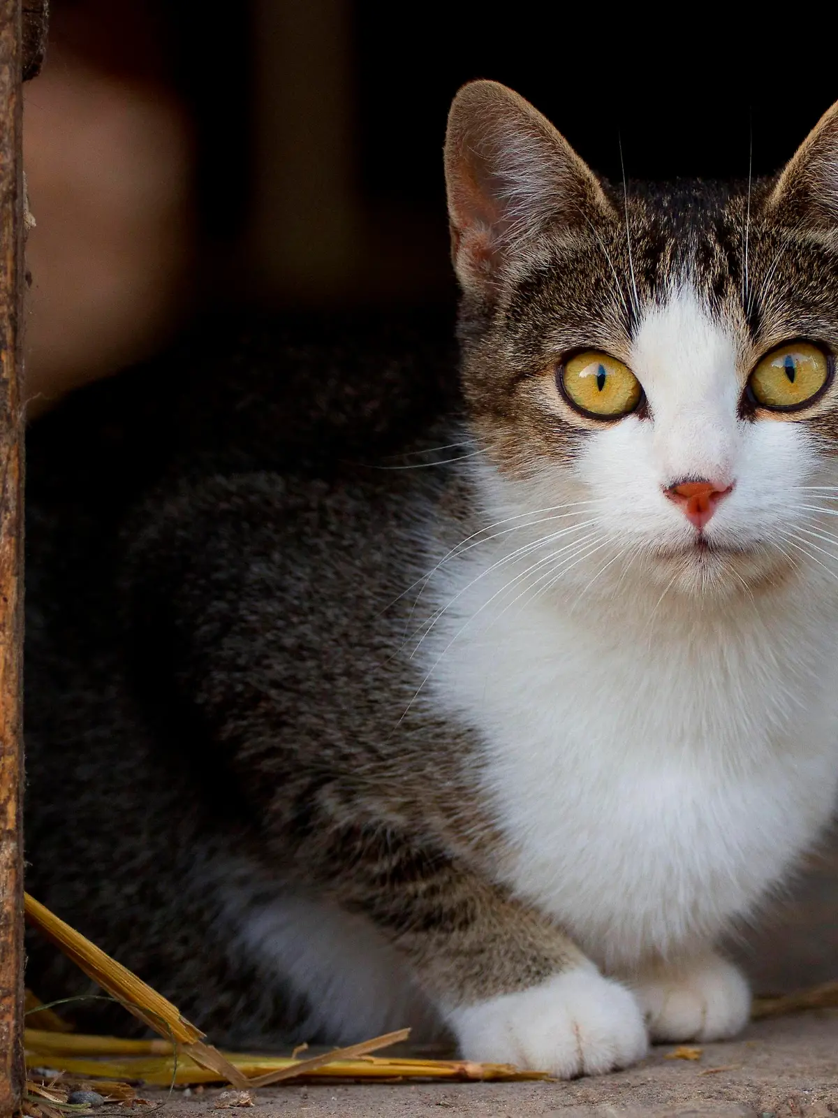 Hauskatze