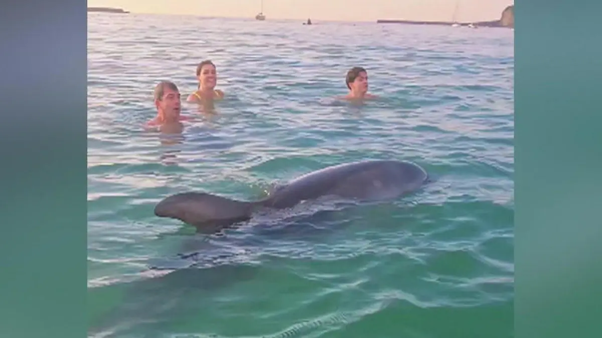 Bade-Sensation am Strand! Delfin schwimmt mit Badegästen – aber Tierschützer sorgen sich In französischem Urlaubsparadies