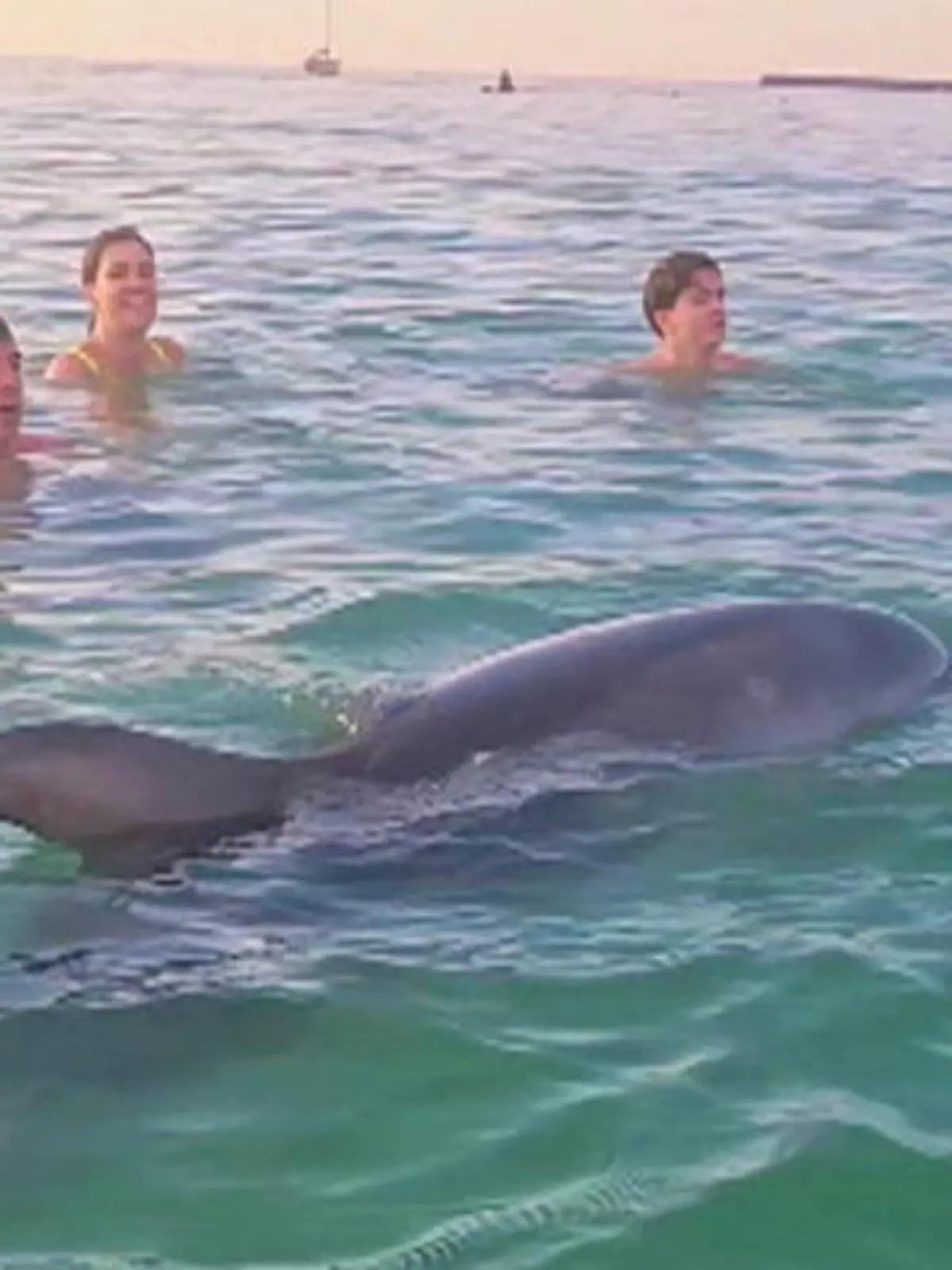 Bild zu: "Bade-Sensation am Strand! Delfin schwimmt mit Badegästen – aber Tierschützer sorgen sich"