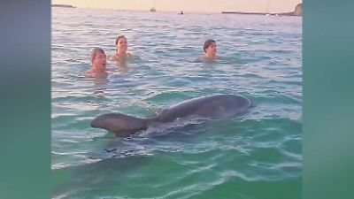 Bild von Bade-Sensation am Strand! Delfin schwimmt mit Badegästen – aber Tierschützer sorgen sich