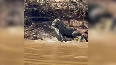 Bild von Jaguar stürzt sich auf Kaiman! Ranger kommt Todeskampf extrem nah