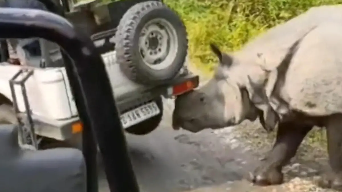 Touristen sitzen noch drin! Aggro-Nashorn wuchtet Jeep hoch Horrorsekunden auf Safari