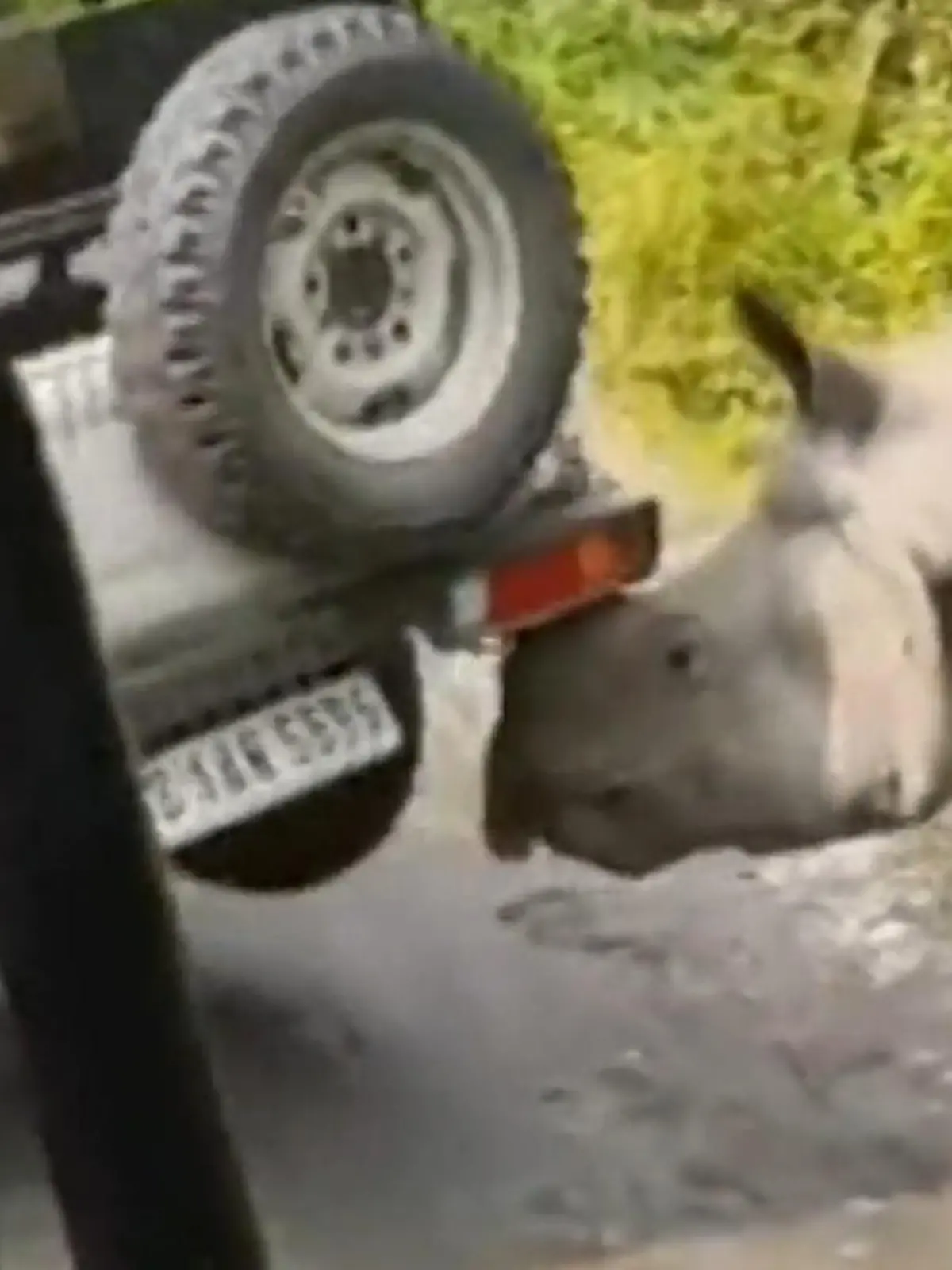 Bild zu: "Touristen sitzen noch drin! Aggro-Nashorn wuchtet Jeep hoch"