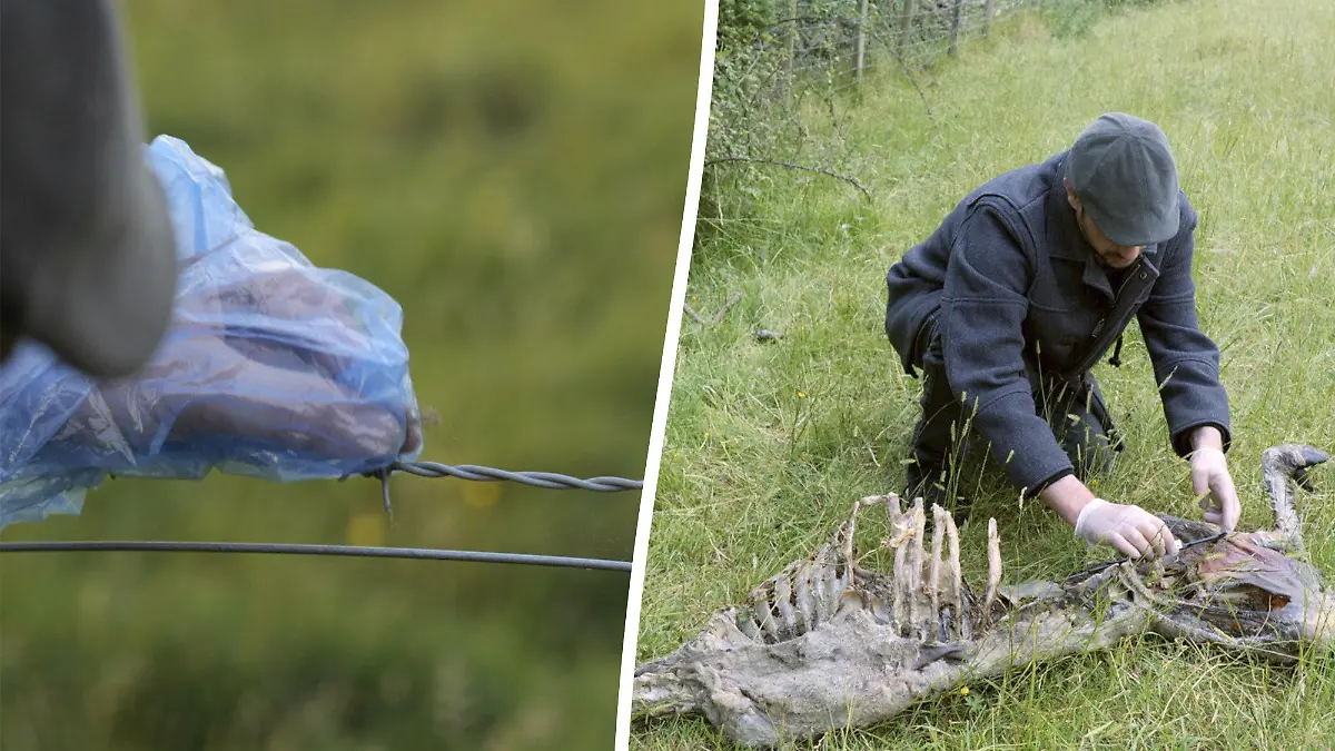 SONDERKONDITIONEN: Satzpreis!
New DNA evidence has confirmed the existence of black panthers and other big cats living in Britain. See SWNS story SWLNcatsA sample of black hair caught on a barbwire fence on a farm in Gloucestershire where there had been some unusual predatory activity. Video footage of a large black animal was captured only a few miles from where the sample was taken. A forensic laboratory took on the species identification task and used mitochondrial DNA analysis to ascertain a 99% match to a big cat species.
The findings have come to light as part of filming for an upcoming documentary -Panthera Britannia Declassified - which investigates claims of big cat sightings in Britain.Matthew Everett, from Dragonfly Films, said: "The DNA was from hairs caught on a barbwire fence where there had been some unusual predatory activity. "It?s taken five years for the production team to find such evidence and film its journey from collection to analysis. "People in Gloucestershire and Britain have described what appear to be black leopards for decades. So, a leopard DNA result from a black hair sample is unsurprising. "This is not the first such DNA result and is unlikely to be the last. "There is a great deal of ?secondary evidence? for these cats, such as consistent witness reports, but hard evidence like DNA is hard to get, so the contribution from this documentary is very helpful."Collecting such evidence from local people, farmers and landowners is essential - Citizen Science like this will hopefully help us learn more about the Bagheera type big cats which may be quietly naturalising here."Residents of countryside towns across Britain have reported sightings of what appear to be black leopards for decades.Several sightings of a large black cat were reported last year in Gloucestershire - including reports of one on the side of the motorway and another near an airport.The farm where the DNA sample was recovered has had two individual sheep kill incidents in five years.During that time there have been regular sightings of cats resembling black leopards in the nearby countryside.The previous sheep carcass at the same farm as the DNA result, was assessed for its tooth pits, which are marks on the bones from carnassial teeth of an animal that has fed on the carcass.Tooth pit analysis conducted at the Royal Agricultural University suggests that relatively large carnivores have fed on the carcasses examined, because of the impacted bones.Witnesses commonly describe black panthers they see as 'healthy' and 'confident', which suggests they grew up in their environment.These cats mainly prey on wild animals like deer, and they have been reported pursuing foxes and even mousing, and going for ducks, geese and pigeons. While they can switch to sheep, it seems that they much prefer natural game. Dragonfly Films is currently pursuing broadcast options for Panthera Britannia Declassified.An earlier version of the film ?Panthera Britannia? available on Amazon Prime, Vimeo and Apple TV. / action press