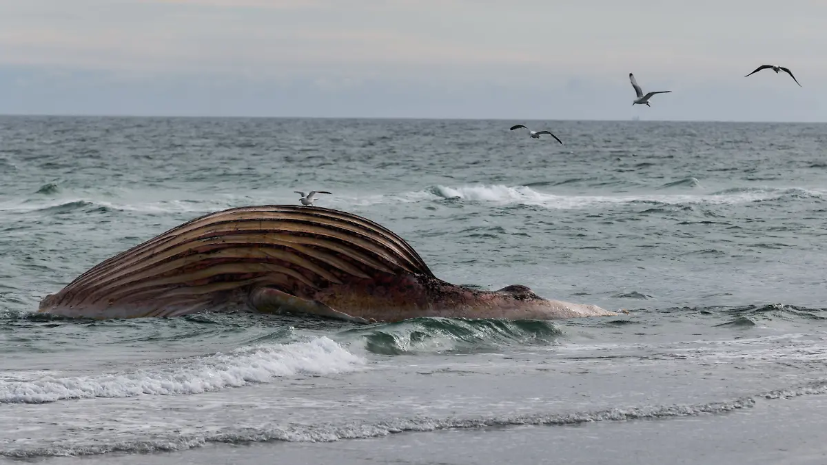 26.05.2026, Dänemark, Anholt: Der tote Wal liegt aufgebläht vor der dänischen Insel Anholt. Es handelt sich um den als Timmy bekannten Buckelwal, der Ende März erstmals vor Timmendorfer Strand gestrandet war und rund einen Monat später in die Nordsee transportiert wurde. Foto: Marcus Golejewski/dpa +++ dpa-Bildfunk +++