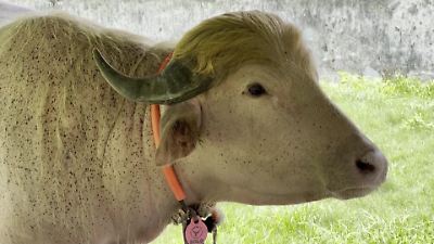 Bild von Kurz vor Schlachtung! Regierung rettet Büffel „Donald Trump"