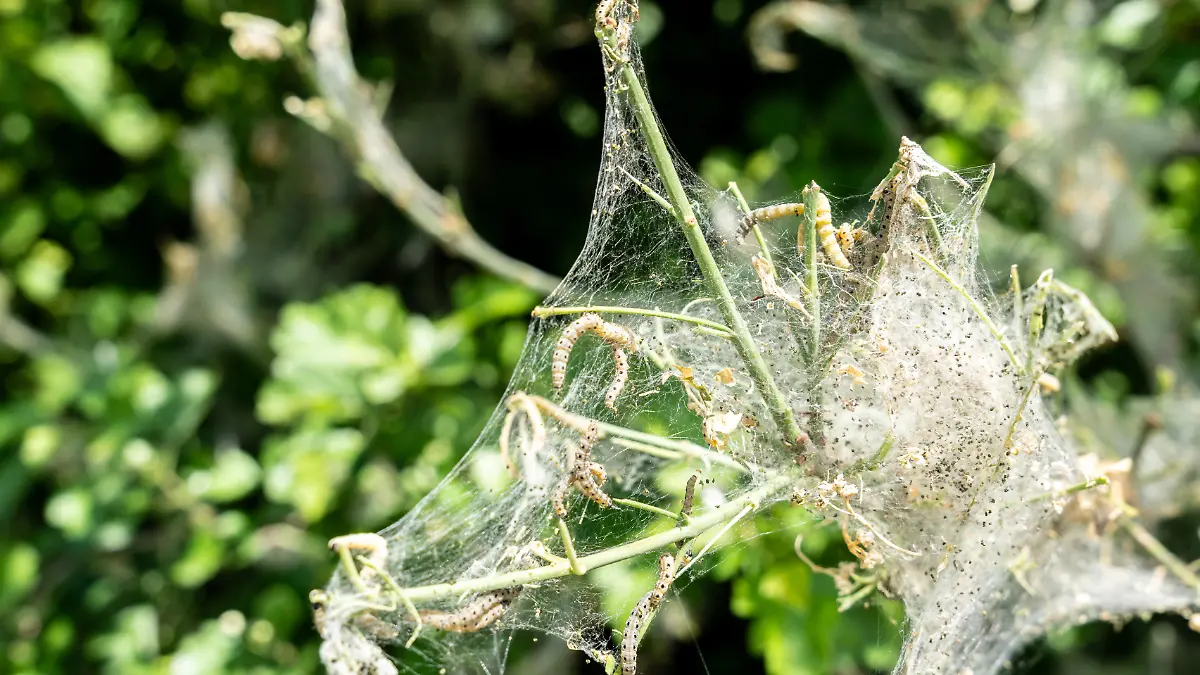 Mehrere Raupen sitzen in dichten Gespinsten auf beschädigten Pflanzenblättern und fressen die Vegetation ab. Das Bild zeigt einen starken Schädlingsbefall in Natur und Gartenbau.