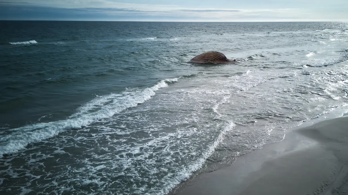 Der tote Wal liegt aufgebläht vor der dänischen Insel Anholt. Es handelt sich um den als Timmy bekannten Buckelwal, der Ende März erstmals vor Timmendorfer Strand gestrandet war und rund einen Monat später in die Nordsee transportiert wurde. (Luftaufnahme mit einer Drohne) +++ dpa-Bildfunk +++