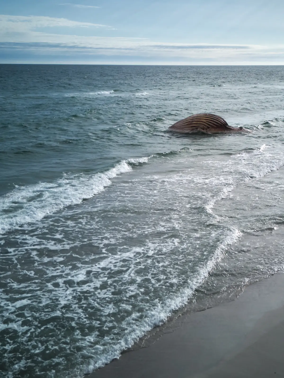 Der tote Wal liegt aufgebläht vor der dänischen Insel Anholt. Es handelt sich um den als Timmy bekannten Buckelwal, der Ende März erstmals vor Timmendorfer Strand gestrandet war und rund einen Monat später in die Nordsee transportiert wurde. (Luftaufnahme mit einer Drohne) +++ dpa-Bildfunk +++