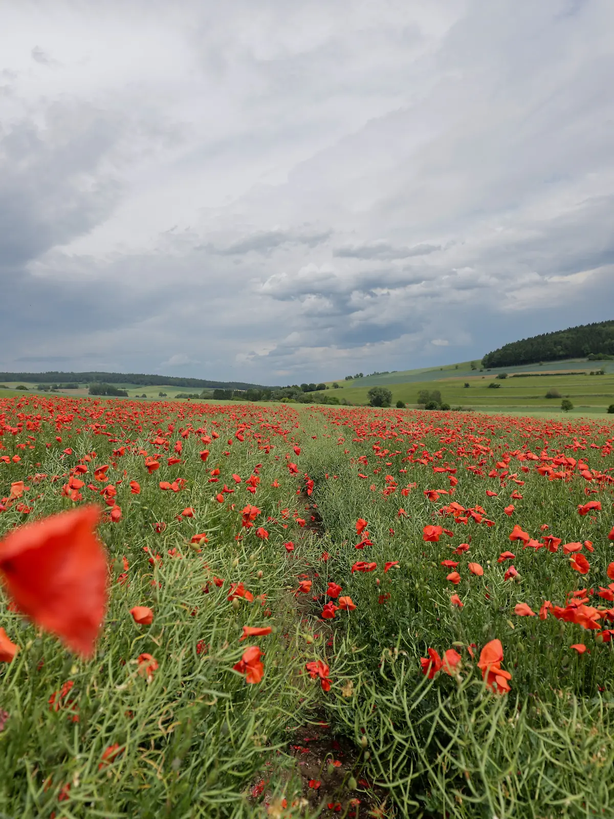 Gewitter- und Regenwolken ziehen über einem Feld mit blühendem Mohn auf.