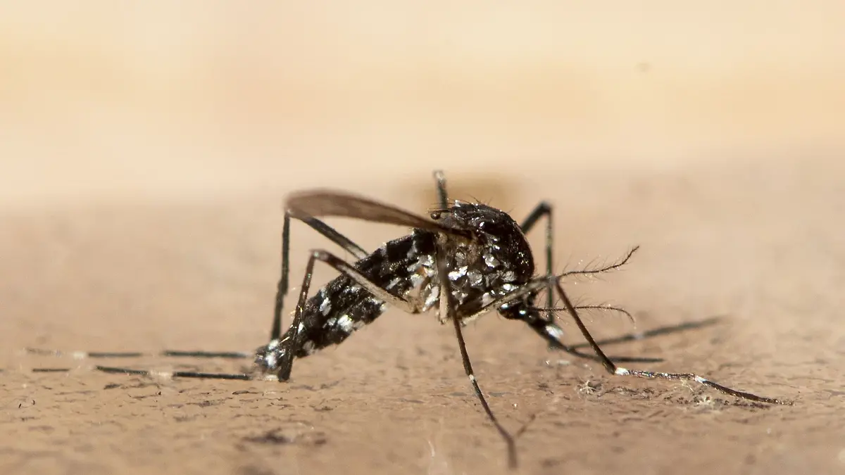 Zur Prävention sollten Bürger Wasseransammlungen in Gärten vermeiden oder abdecken, raten Behörden. (Archivbild)
