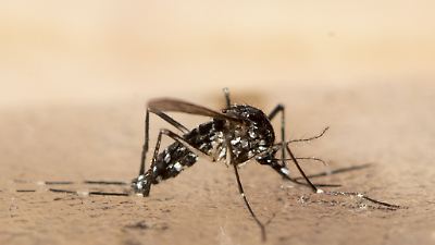 Chikungunya-Virus: Asiatische Tigermücke bedroht Mitteleuropa