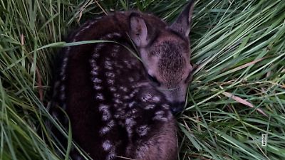 Bild von Elf Rehkitze auf Feld in Sachsen einfach geschreddert