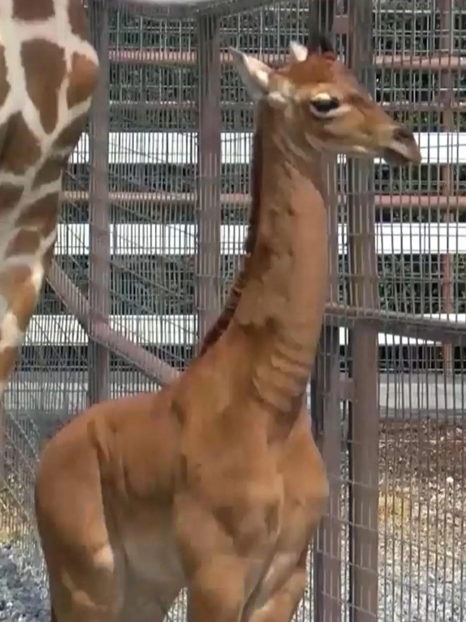 Eine Giraffe ohne Flecken wurde im Brights Zoo in Tennessee (USA) geboren. Die fleckenlose Farbe ist sehr selten.