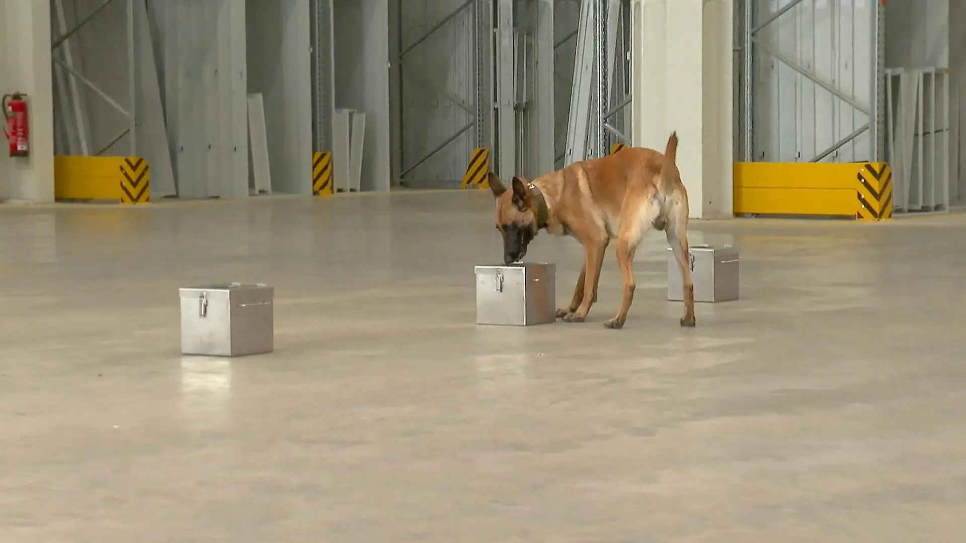 Sprengstoffspürhunde beim Training Hilfe bei Gepäckkontrollen