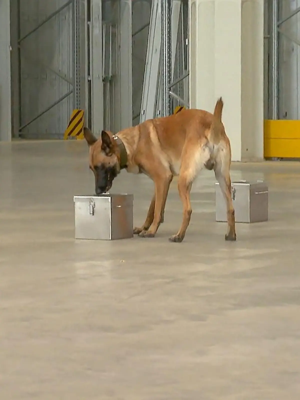 Bild zu: "Sprengstoffspürhunde beim Training"
