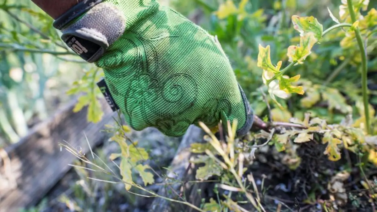 Eine Kleingärtnerin beim Jäten