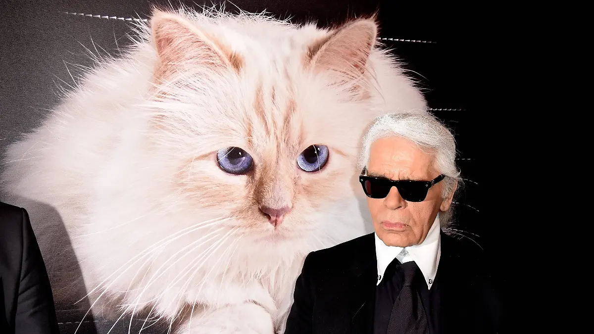 Sieben Jahre nach Karl Lagerfelds Tod hat seine berühmte Katze Choupette offenbar noch keinen Cent ihres Millionen-Erbes erhalten. (Archivbild)