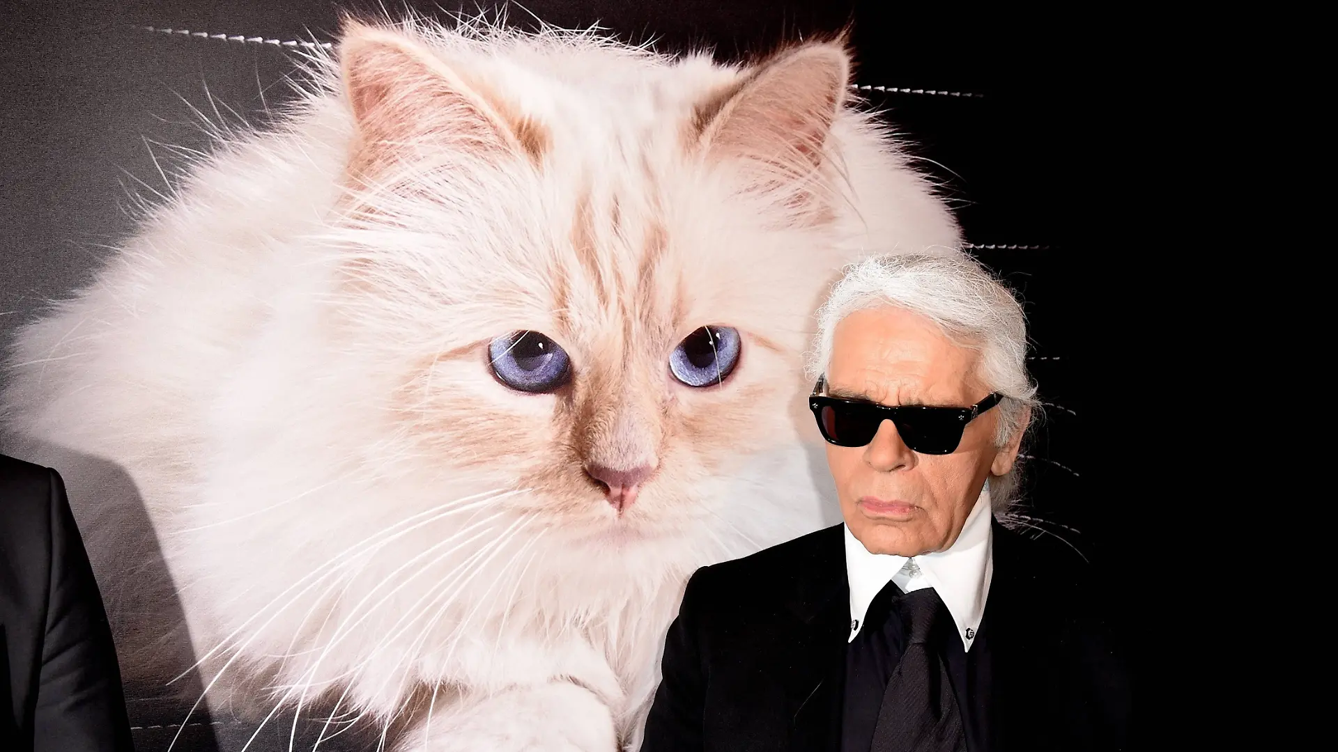 Sieben Jahre nach Karl Lagerfelds Tod hat seine berühmte Katze Choupette offenbar noch keinen Cent ihres Millionen-Erbes erhalten. (Archivbild)