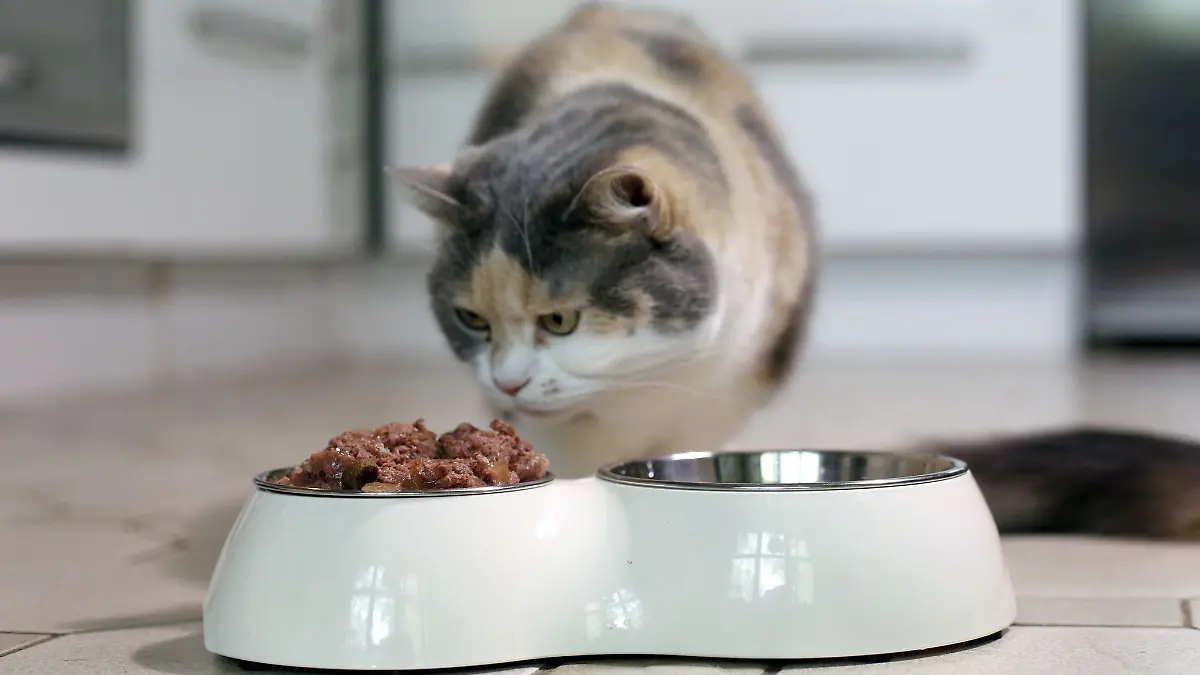 Eine Katze steht vor einem Futter- und Wassernapf.