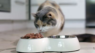 Nestle: Weniger Babys, mehr Haustiere! Darum boomt jetzt Katzenfutter