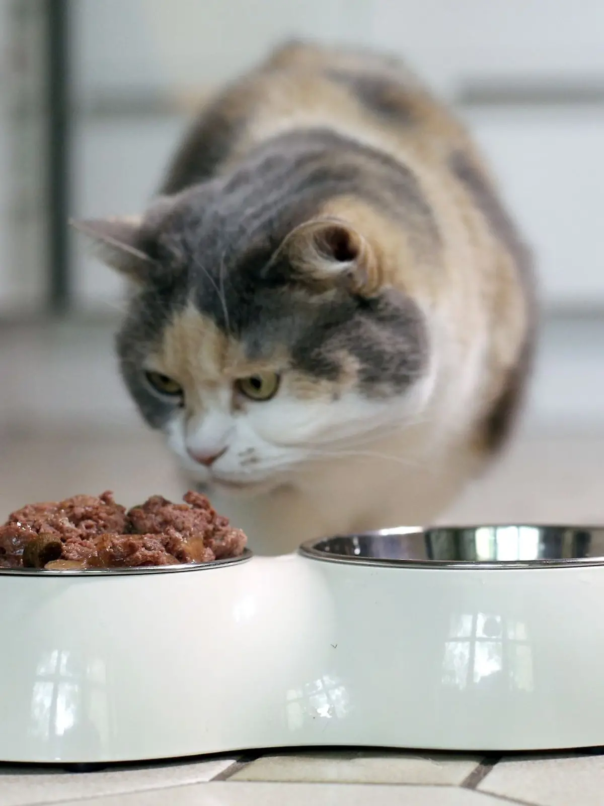 Eine Katze steht vor einem Futter- und Wassernapf.