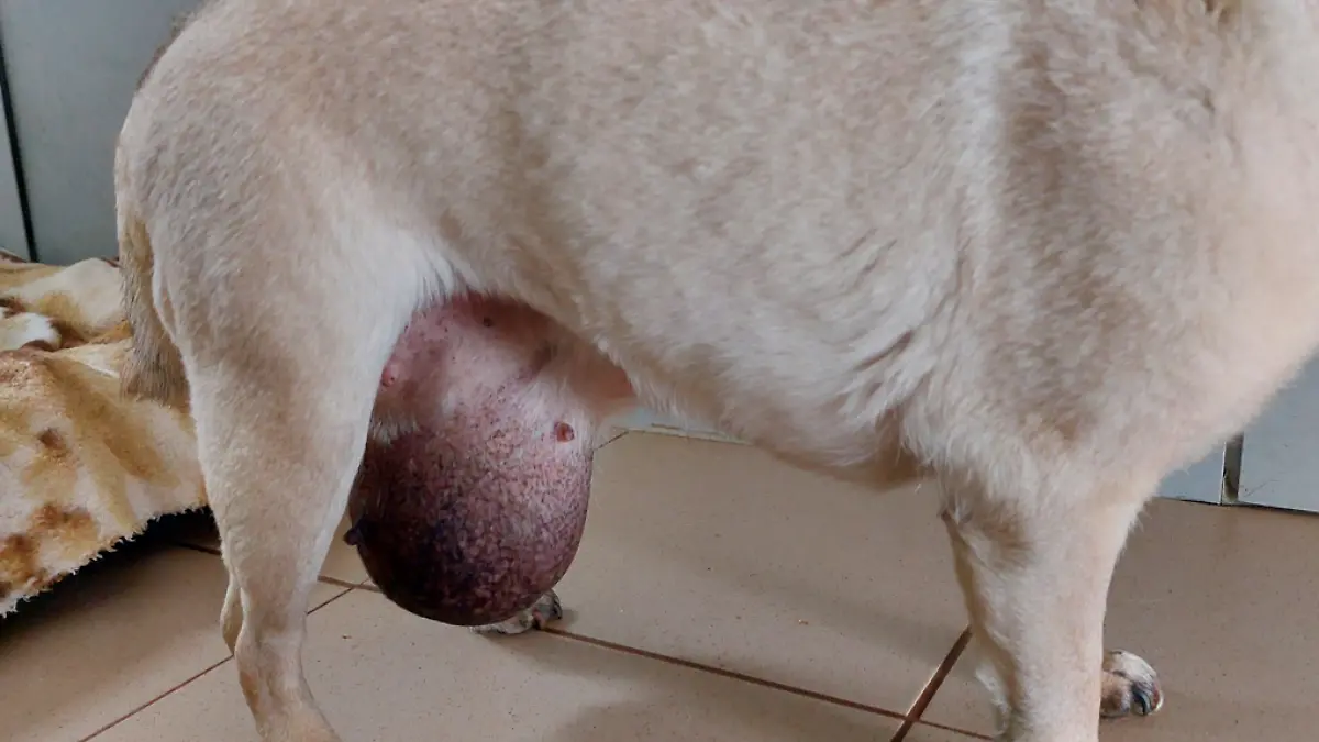 Diese 0,5 Kilo schwere Wulst hat Mira mit sich rumgetragen