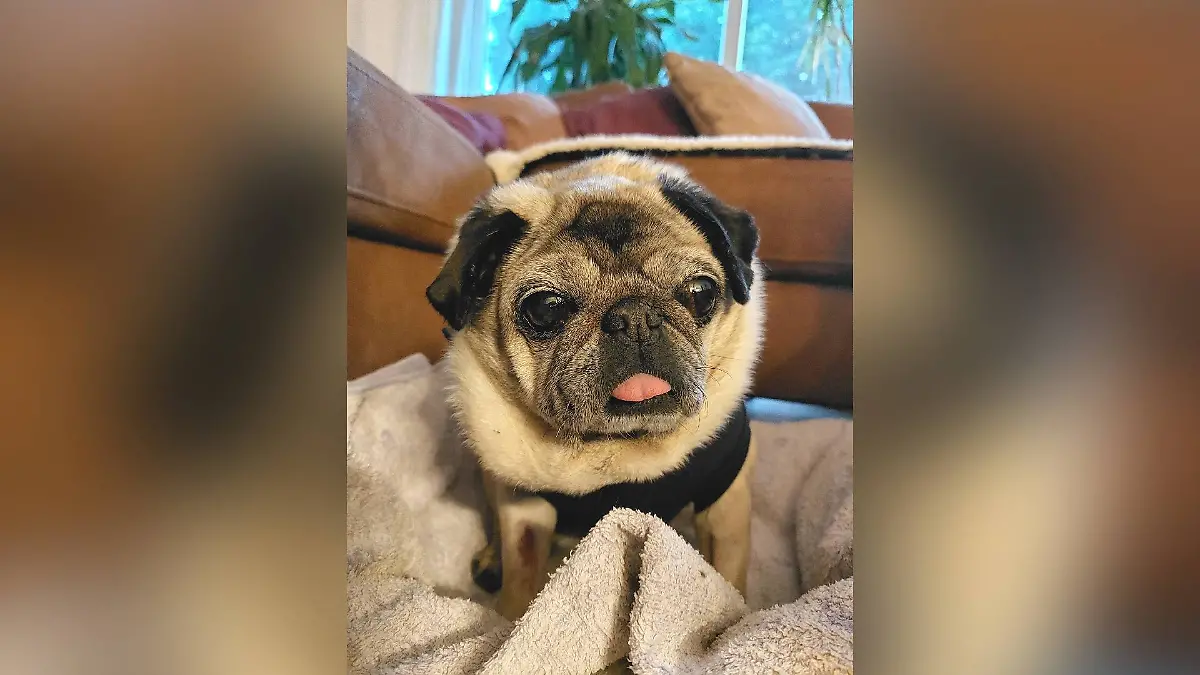 Nach der Operation geht es Mops-Oma Mira endlich besser