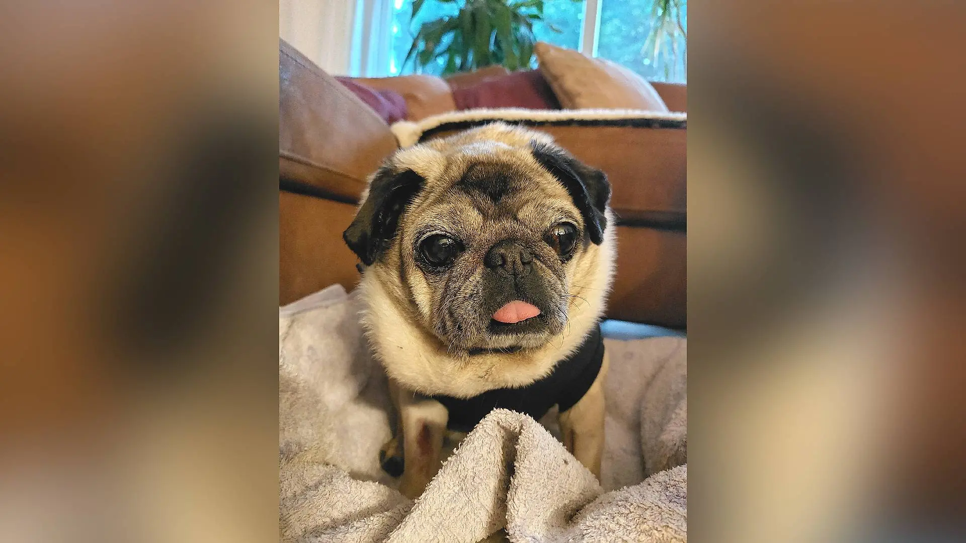 Nach der Operation geht es Mops-Oma Mira endlich besser
