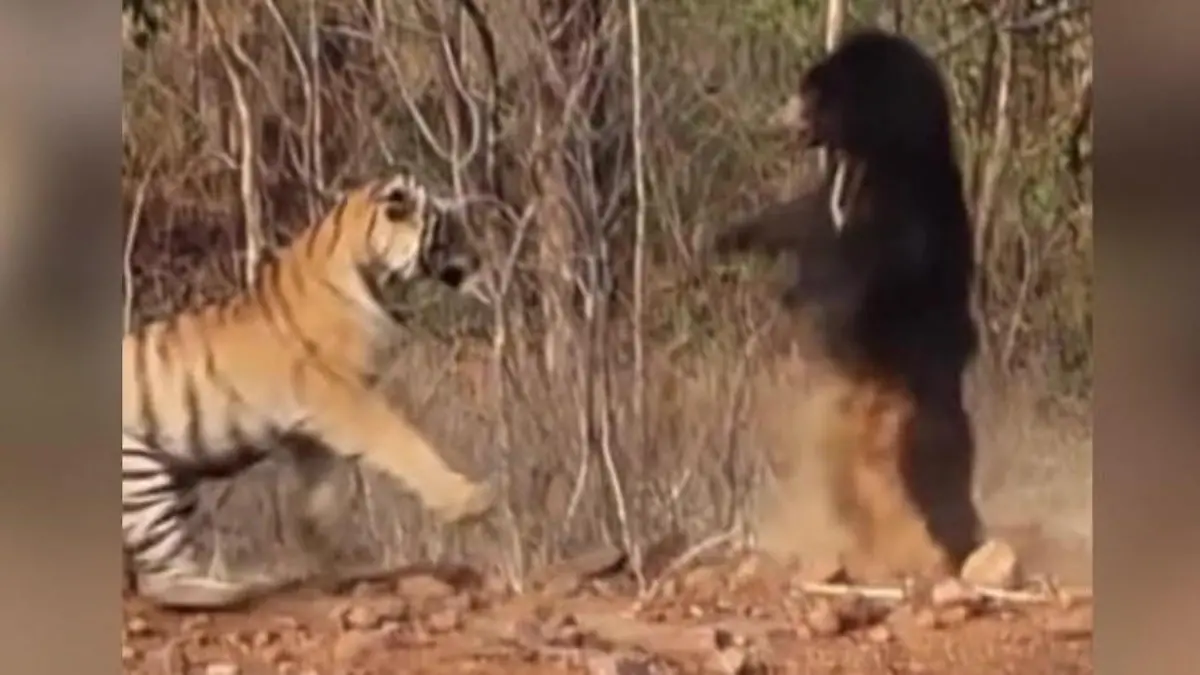 Dieser Schrei rettet sein Leben! Lippenbär schlägt Tiger in die Flucht Showdown im Nationalpark