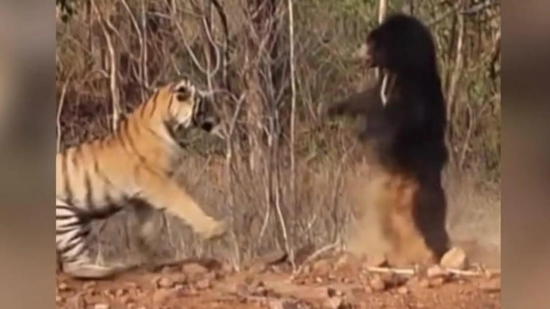 Dieser Schrei rettet sein Leben! Lippenbär schlägt Tiger in die Flucht Showdown im Nationalpark