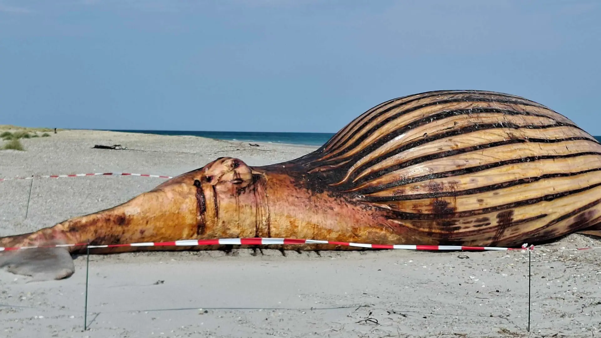 Der Buckelwal-Kadaver am Strand von Anholt (Dänemark)