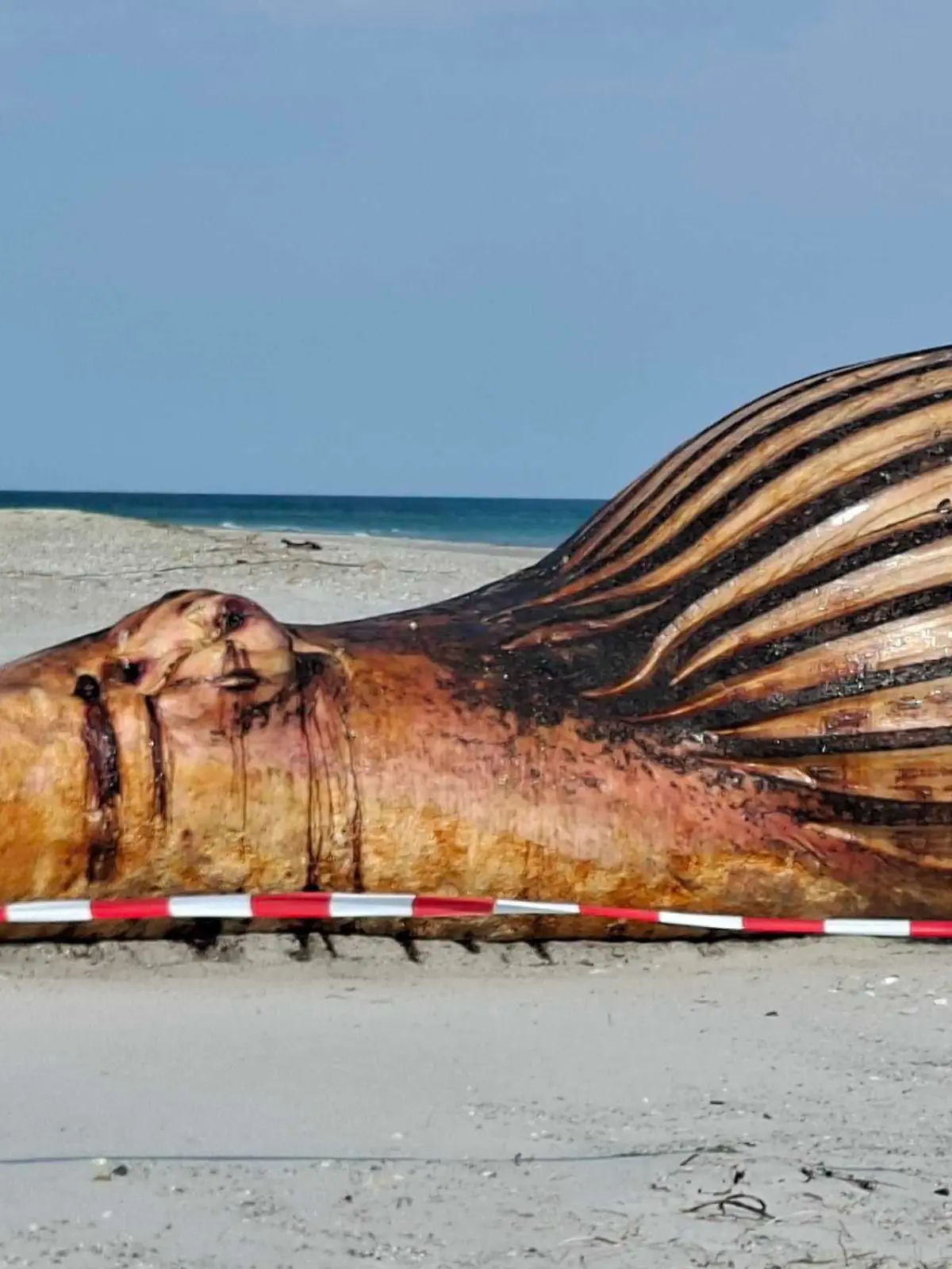 Der Buckelwal-Kadaver am Strand von Anholt (Dänemark)