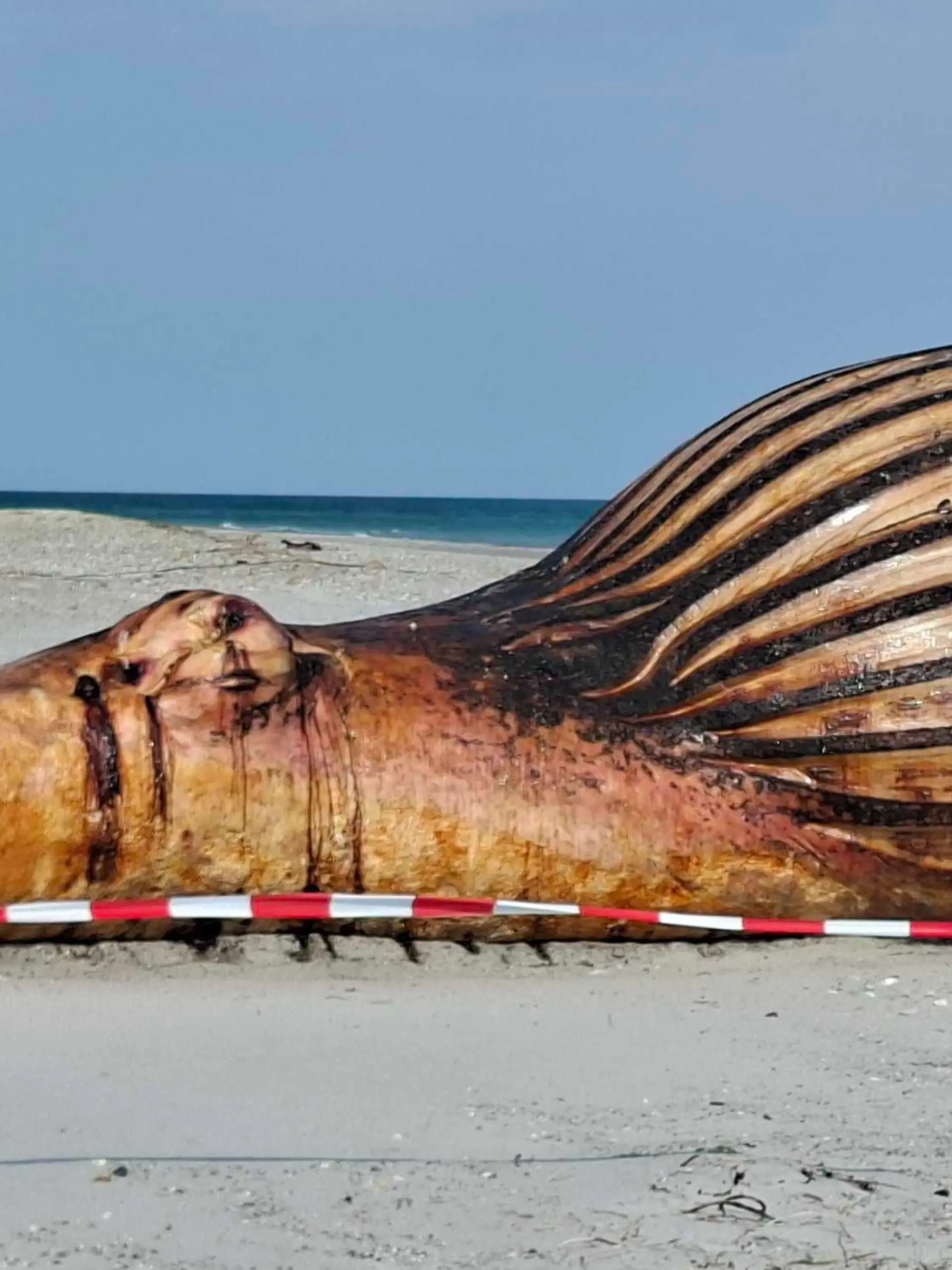 Der Buckelwal-Kadaver am Strand von Anholt (Dänemark)
