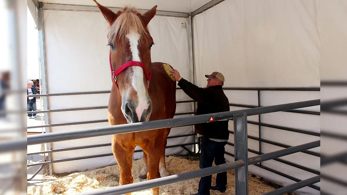 Big Jake war das größte Pferd der Welt.