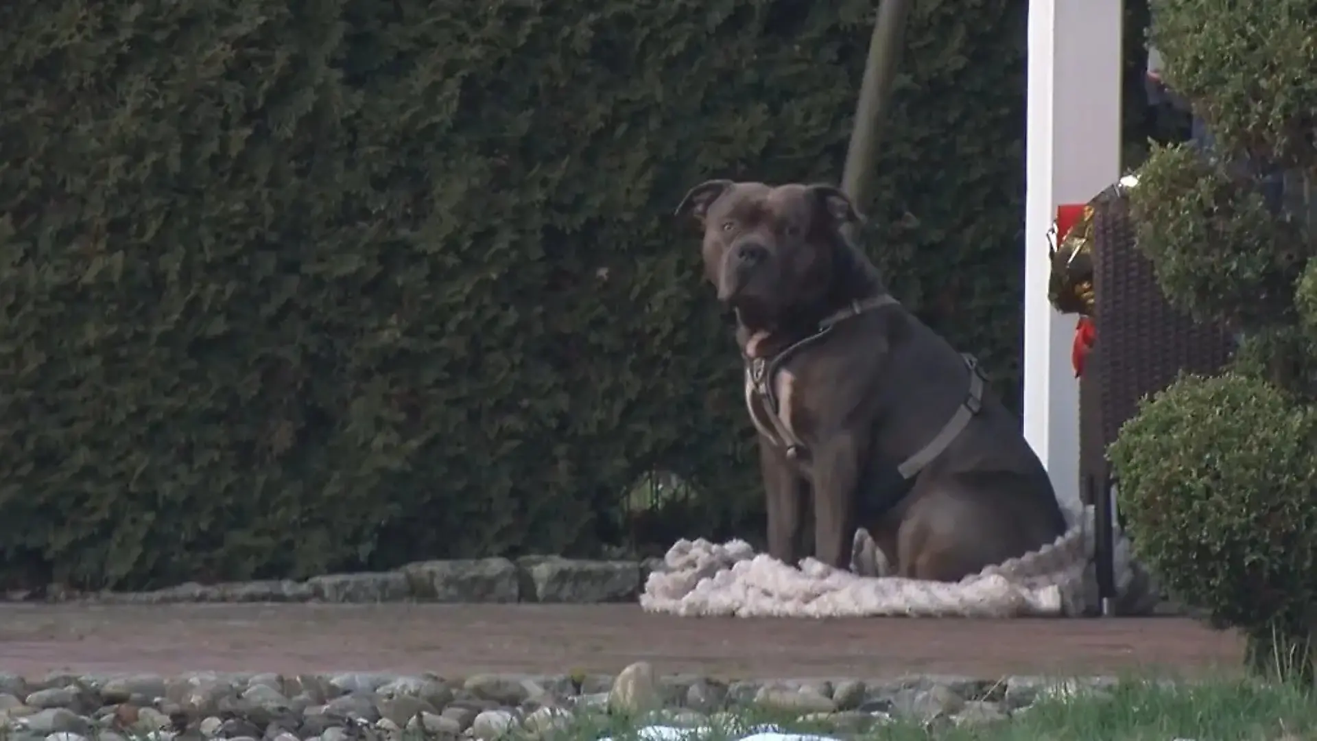 Zwischen dem American Bully XL und seinem Halter gab es den Ermittlungen zufolge im Januar eine tödliche Auseinandersetzung.