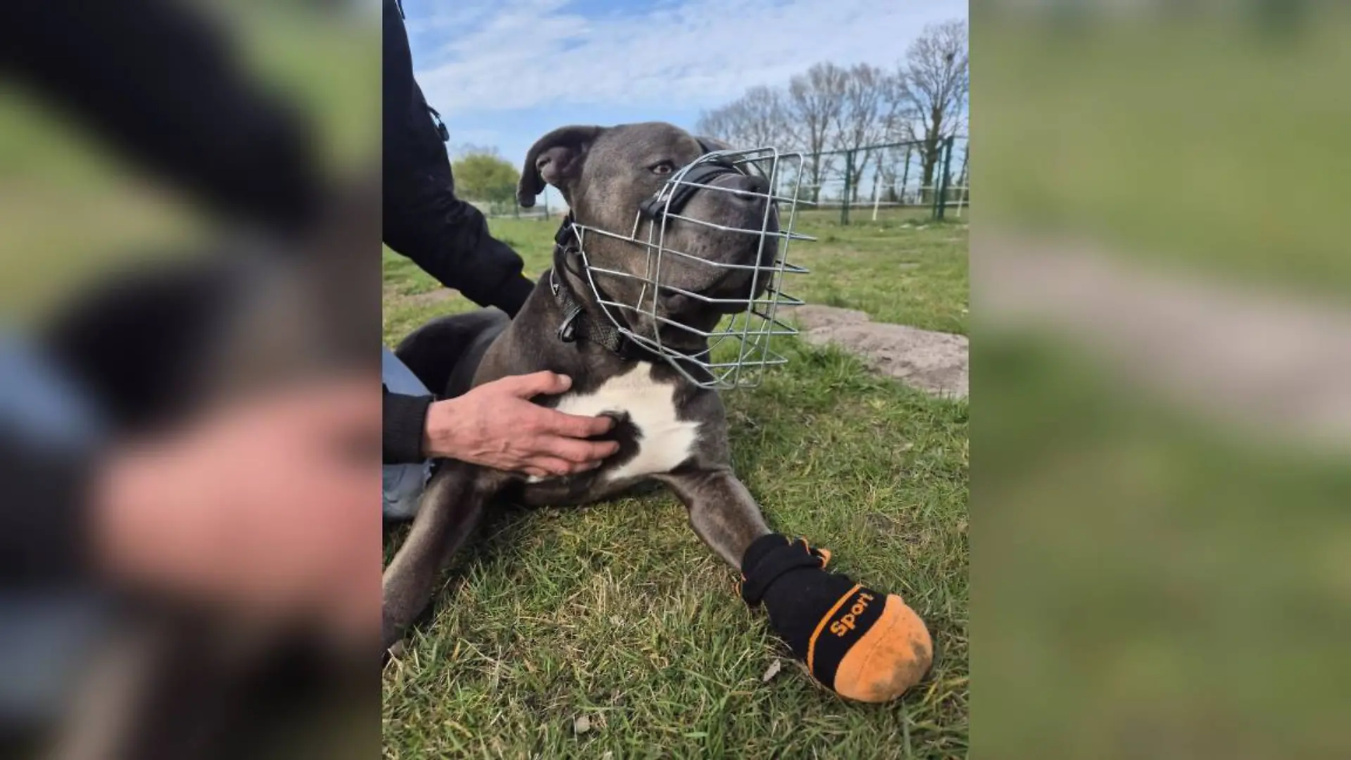 Bruder kämpft mit Landkreis Vechta um Hund Sam: Zweifel an tödlicher ...