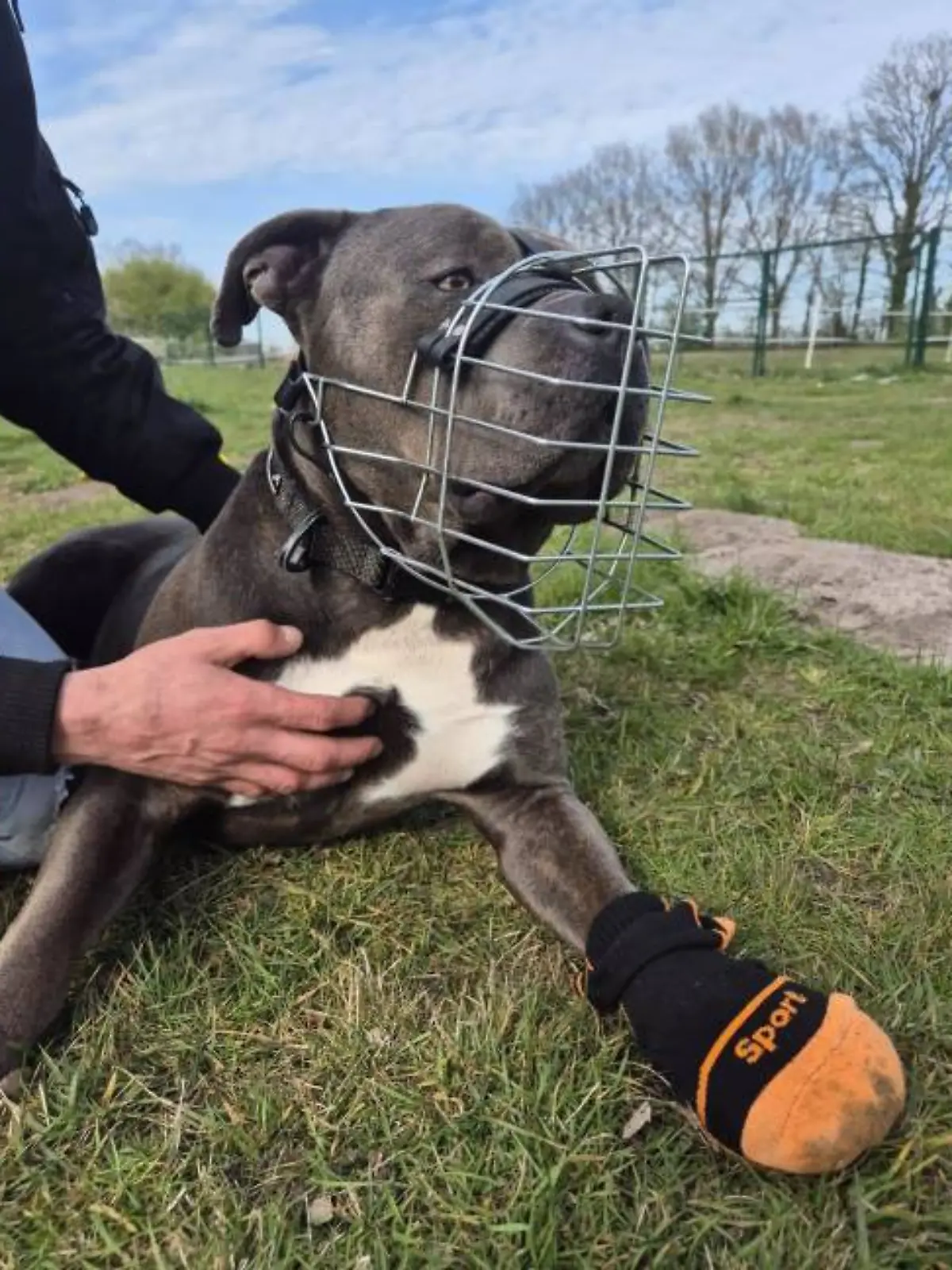 American Bully Sam lebt derzeit weiterhin auf einem Tierschutzhof. Wegen Zysten an der Pfote trägt er einen Schutz, bei den Ausgängen gilt für ihn Maulkorbpflicht.