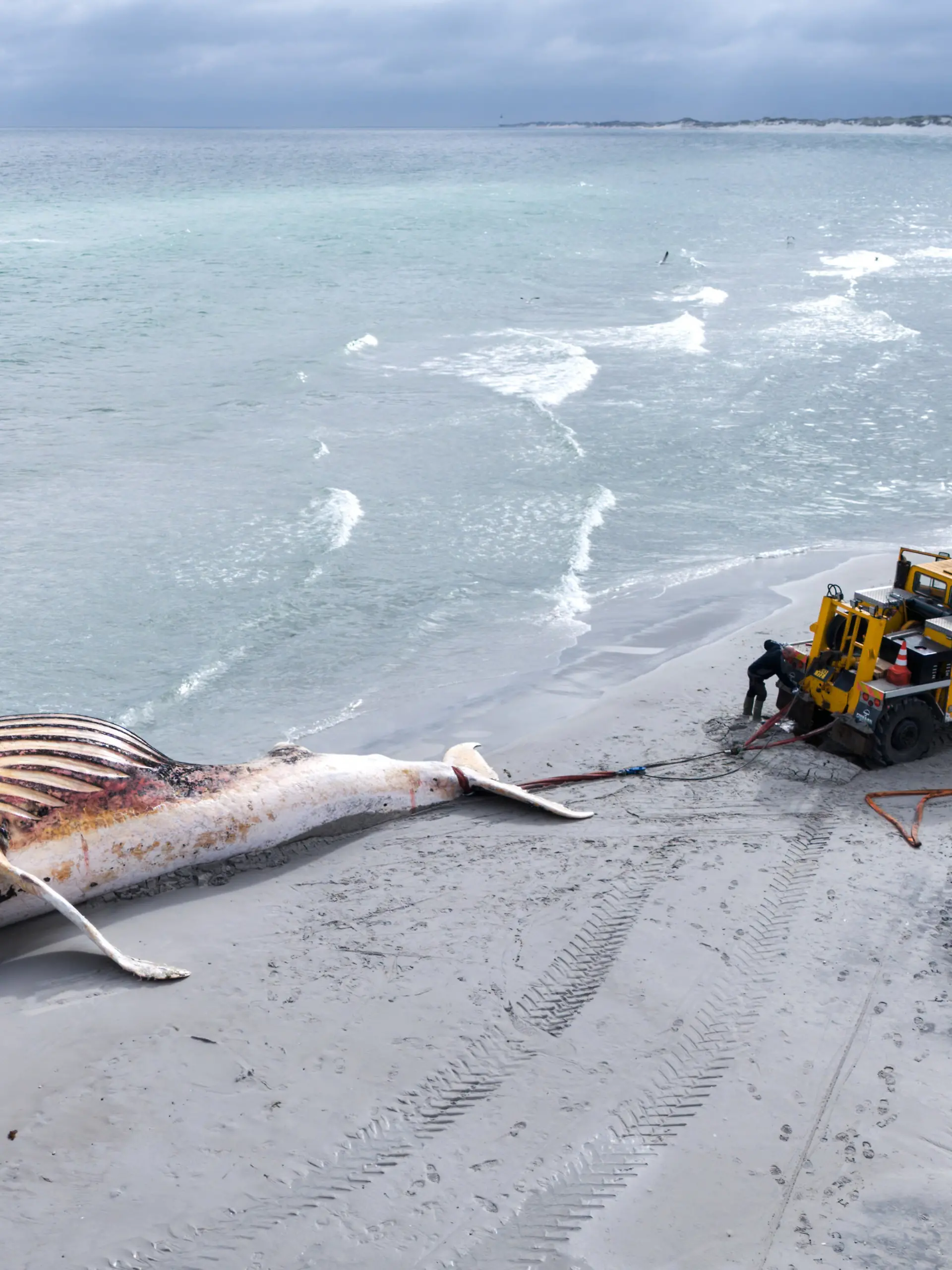 dpatopbilder - 30.05.2026, Dänemark, Anholt: Der tote Wal wird an Land der dänischen Insel Anholt gezogen. Es handelt sich um den als Timmy bekannten Buckelwal, der Ende März erstmals vor Timmendorfer Strand gestrandet war und rund einen Monat später in die Nordsee transportiert wurde. (Luftaufnahme mit einer Drohne) Foto: Marcus Golejewski/dpa +++ dpa-Bildfunk +++