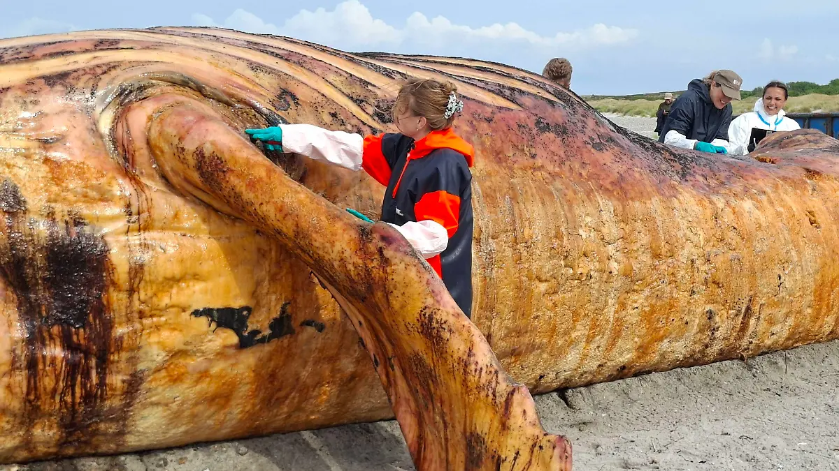 The autopsy of the humpback whale known as “Timmy” on the beach on the Danish island of Anholt has begun.