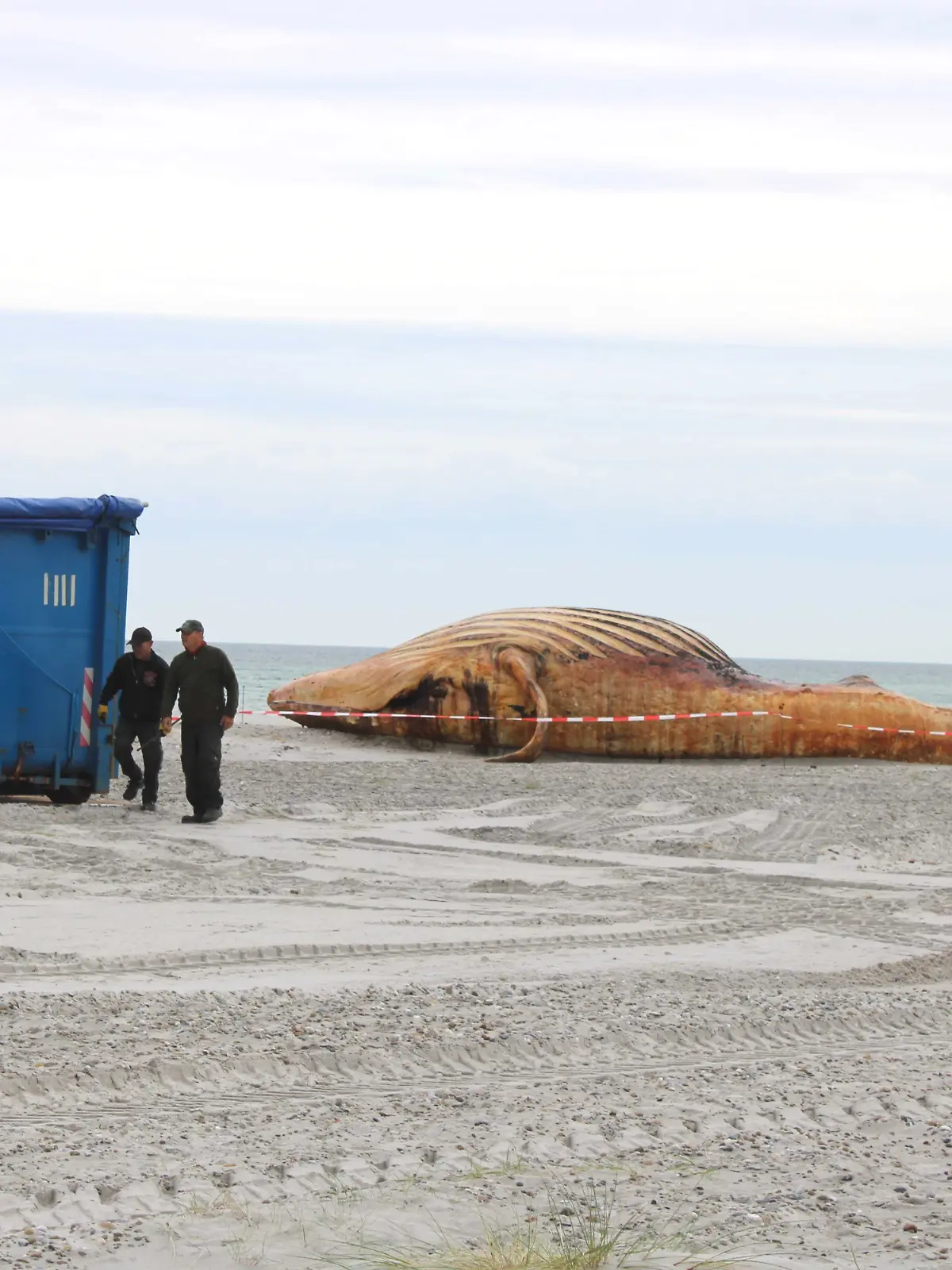 Container und ein Bagger stehen am Strand. Der dort angespülte Buckelwal soll obduziert werden. Zwei Arbeiter waren rund 20 Minuten an den Containern tätig und stellten anschließend eine offene Mulde auf dem Gelände ab. +++ dpa-Bildfunk +++