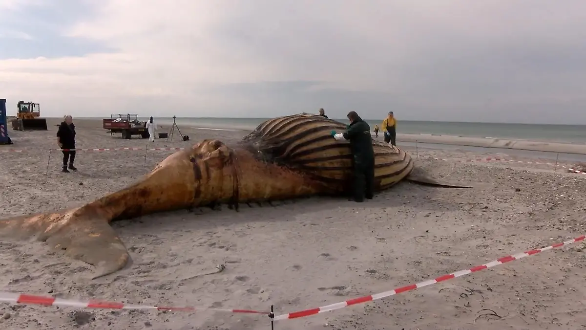 Buckelwal Timmy am Strand obduziert – Experten machen DIESE Entdeckung! „Wir sind uns zu 100 Prozent sicher..."