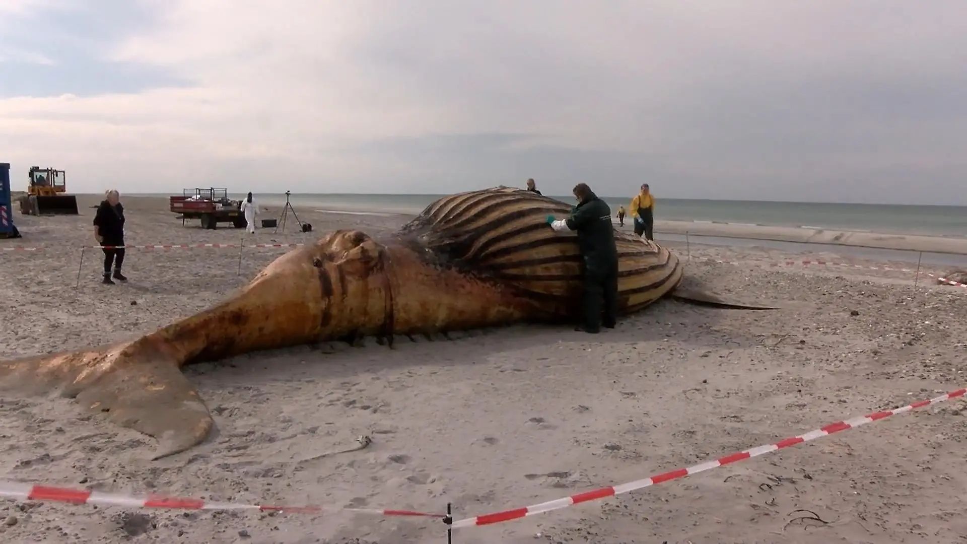 Bild von Buckelwal Timmy am Strand obduziert – Experten machen DIESE Entdeckung!