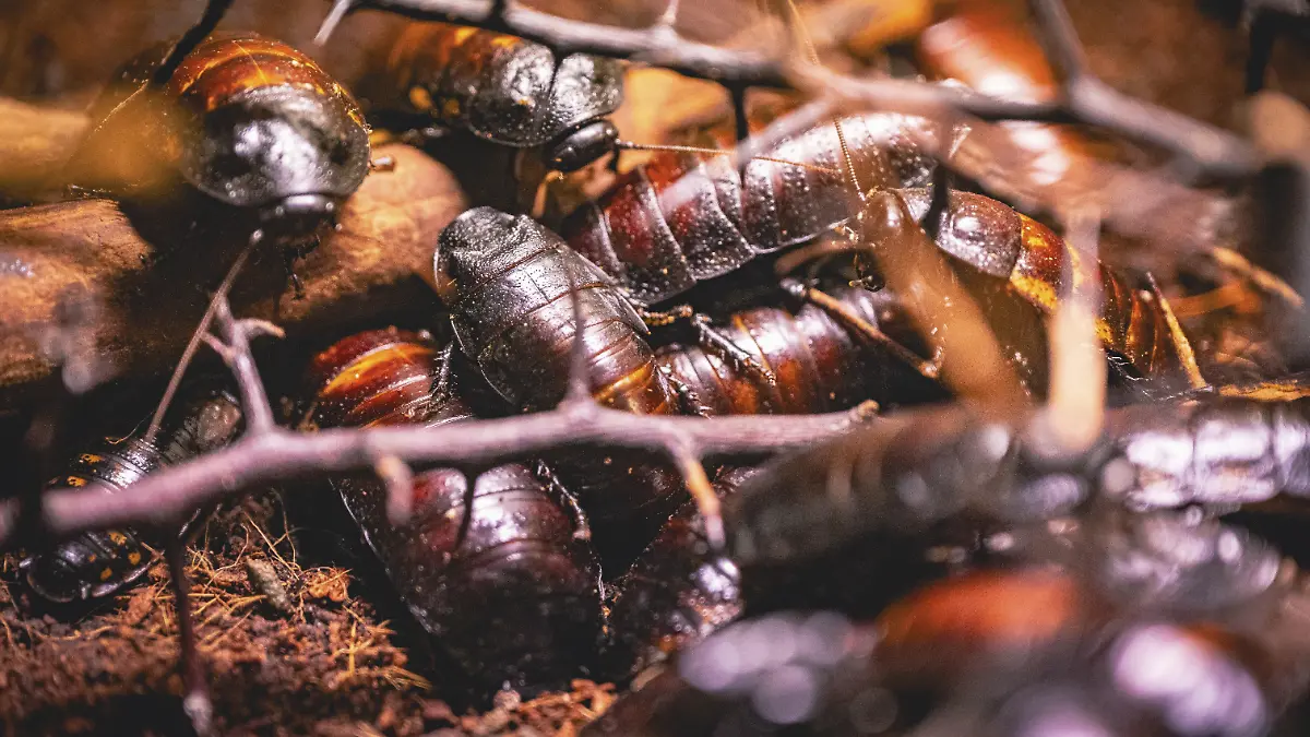 Ein Haufen Fauchschaben (Gromphadorhina portentosa) bewegt sich über Holz und Zweige, Oberhof, Thüringen, Deutschland