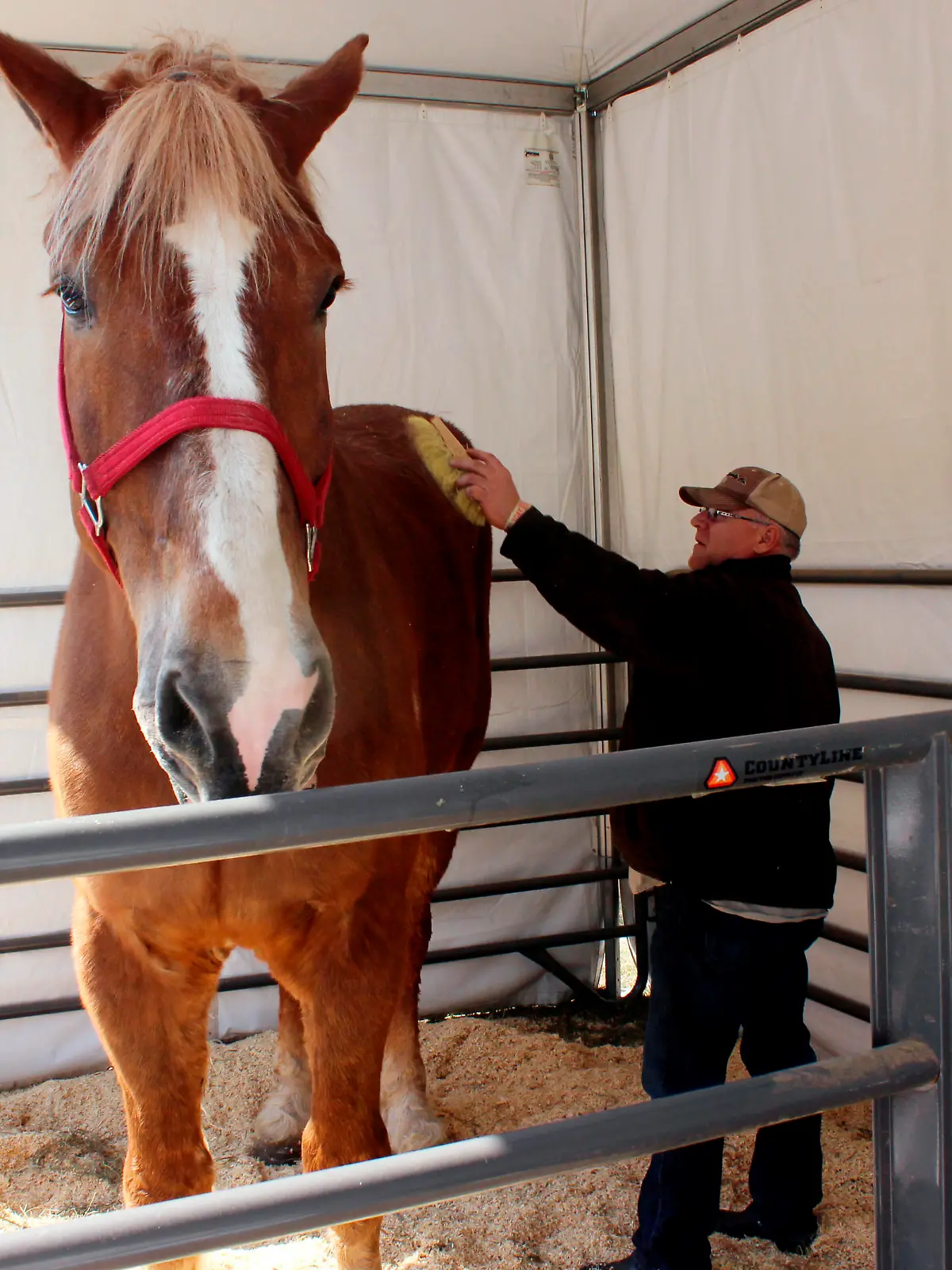 Großes Pferd im Stall