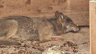Wolf, der Frau in Hamburger Einkaufspassage angriff, ist wahrscheinlich tot